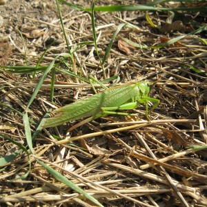 Vlčí přespání na boudě s výletem do Afriky