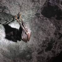 Sršní výprava do jeskyní