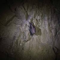 Sršní výprava do jeskyní