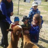 Svišti "na lamách"