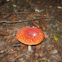 Veverčí výprava do Moravského krasu a přespání na Boudě