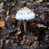 Vlčí výprava do Ivančic