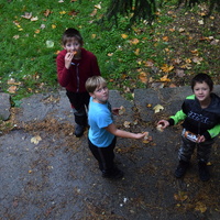 Vlčí výprava do Ivančic