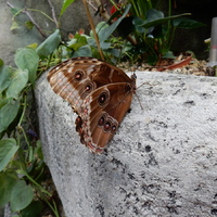 Dračí výprava do Prahy