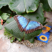 Dračí výprava do Prahy