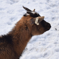 Vlčí výprava na Nový hrad