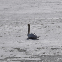 Vlčí výprava do Jedovnic