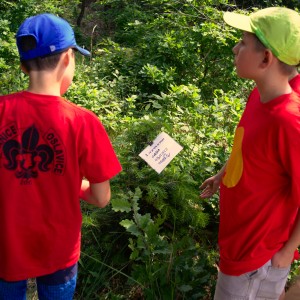 Závody vlčat a světlušek 2018