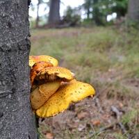 Výprava Kobrů a Sršňů na Klucaninu