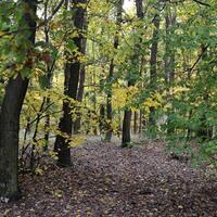 Výprava Kobrů a Sršňů na Klucaninu