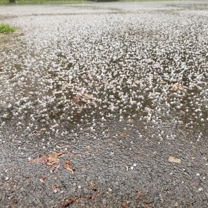 Fotky z družinových schůzek Lišek