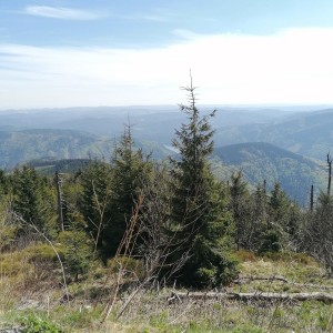 Křížcci na Lysé hoře