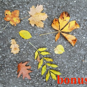 Po stopách cestovatele Lišky: Hukvaldy a okolí