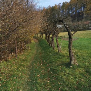 Po stopách cestovatele Lišky II - Hukvaldy a okolí