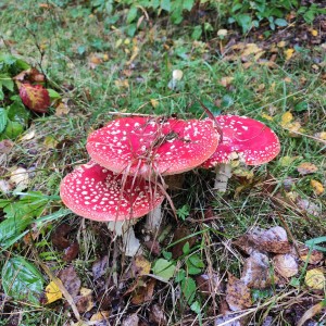 Vlčí výprava na Šifrův palouček