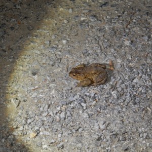 Výprava Vlků na Ponor 2018