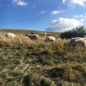 Kudlanky na Pálavě