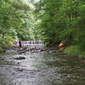 Liščí jaro a závěrečná schůzka - Zlatá horečka