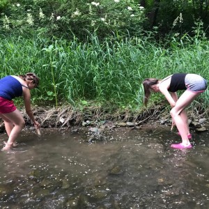 Liščí jaro a závěrečná schůzka - Zlatá horečka