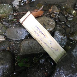 Liščí jaro a závěrečná schůzka - Zlatá horečka