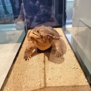 Soví přespání a výprava do Anthroposu