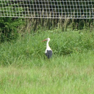Tábor Březí 2021 6. den