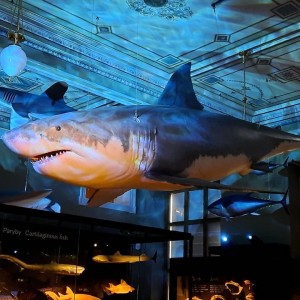 Vlčí přespání na Boudě a výprava do Prahy