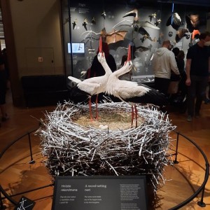 Vlčí přespání na Boudě a výprava do Prahy