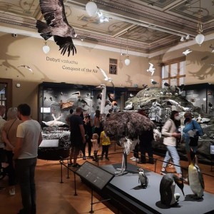 Vlčí přespání na Boudě a výprava do Prahy