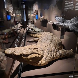 Vlčí přespání na Boudě a výprava do Prahy