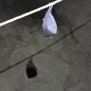 Výprava Lišek do Moravského krasu (8.-10.10.2021)