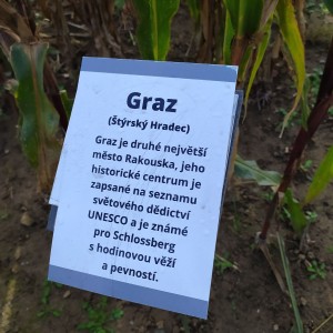 Kobří výprava do kukuřičného bludiště