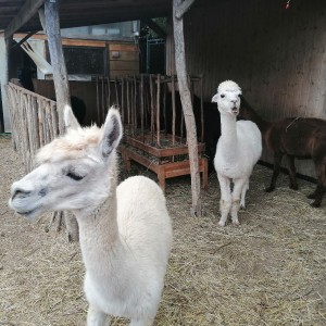 Soví výprava do lamacentra