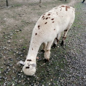 Soví výprava do lamacentra