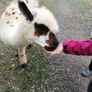 Soví výprava do lamacentra