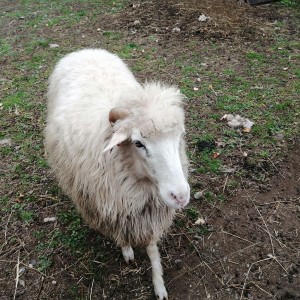 Soví výprava do lamacentra