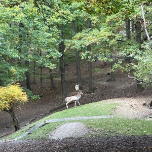Vážčí výprava na rozhlednu a do obory Holedná