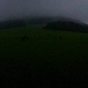Večerně-noční výprava Lišek a Kocourů