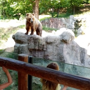 Svišti v ZOO Brno