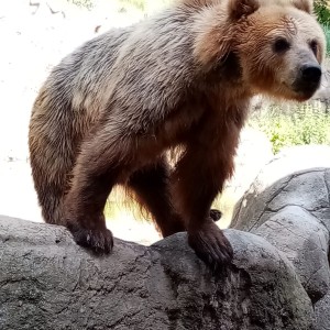 Svišti v ZOO Brno
