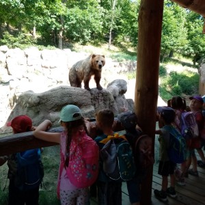 Svišti v ZOO Brno