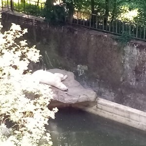 Svišti v ZOO Brno