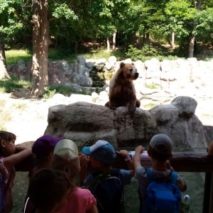 Svišti v ZOO Brno