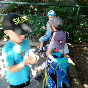 Svišti v ZOO Brno