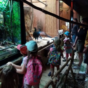Svišti v ZOO Brno
