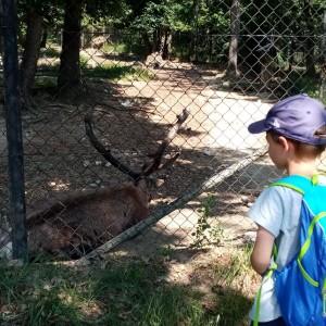Svišti v ZOO Brno