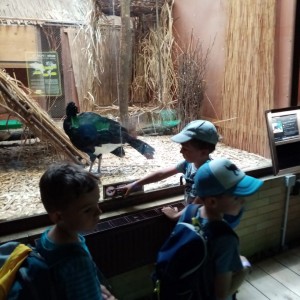 Svišti v ZOO Brno