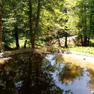 Svišti v ZOO Brno