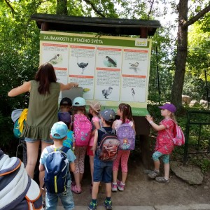 Svišti v ZOO Brno