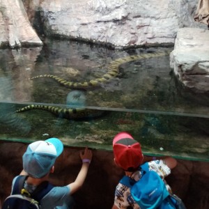 Svišti v ZOO Brno
